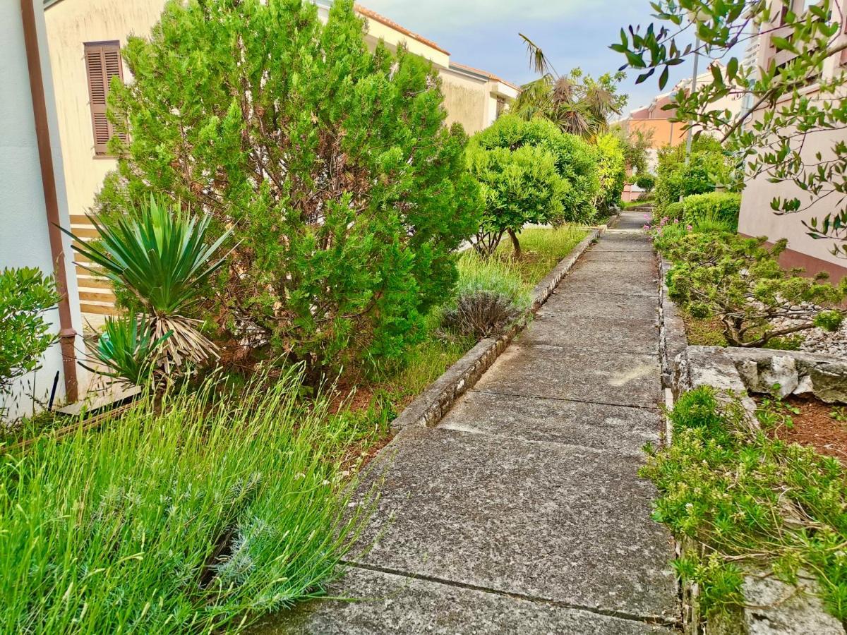 Lavandula Labin (Istria)