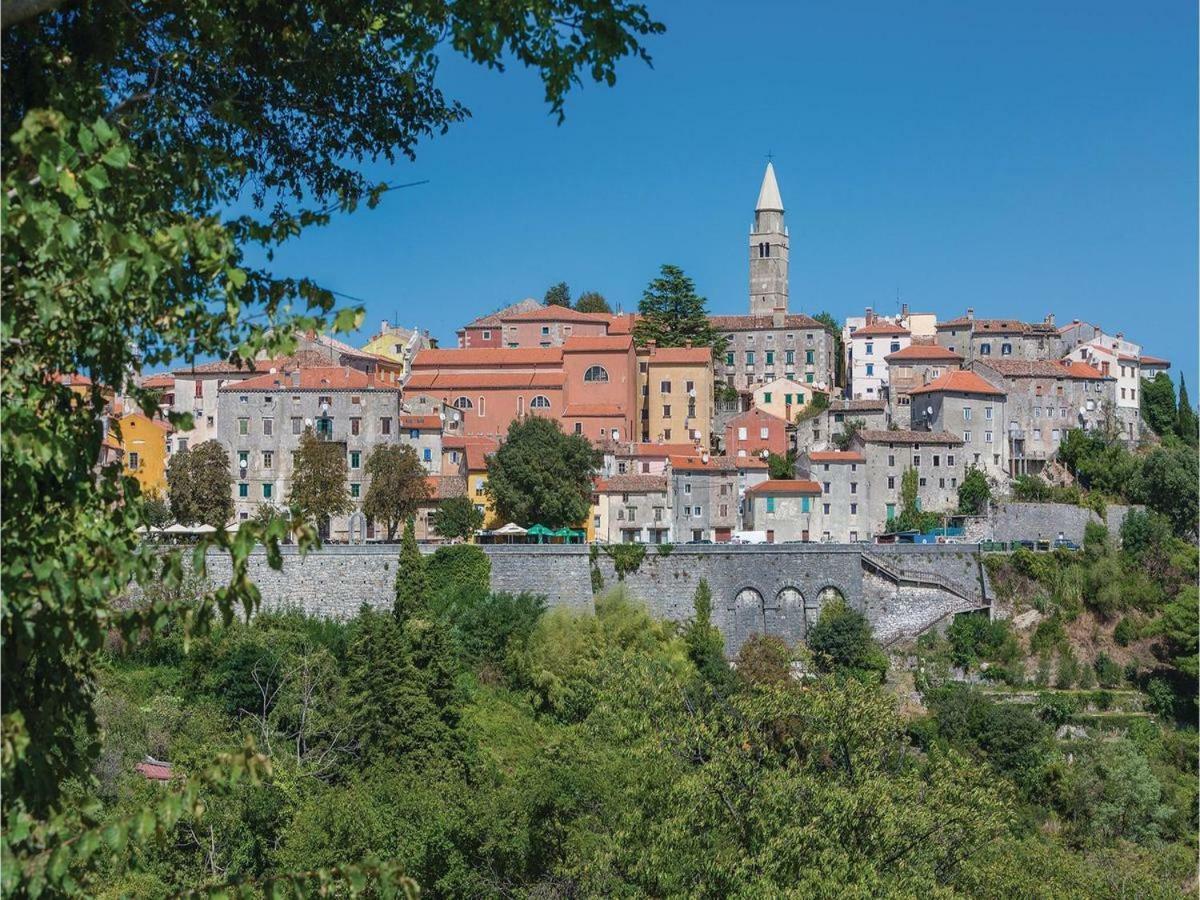 Lavandula * Labin (Istria)